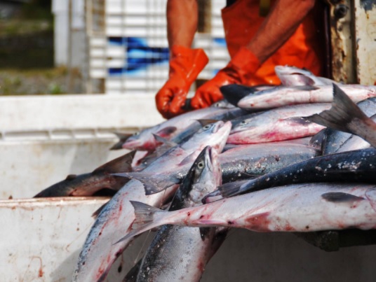 China Has Big Potential For Alaska Salmon, Including Heads, Skins and Bones